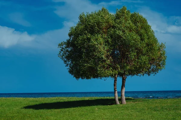 Vackert Sommarlandskap Med Träd Och Sjö — Stockfoto