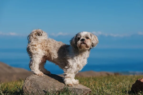Shih Tzu Σκυλί Στέκεται Πάνω Πέτρα Στα Βουνά Στο Φόντο — Φωτογραφία Αρχείου