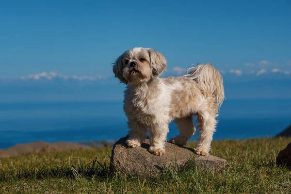 Shih Tzu Σκυλί Στέκεται Πάνω Πέτρα Στα Βουνά Στο Φόντο — Φωτογραφία Αρχείου