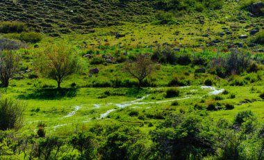 Yazın dağlık dereleri olan pitoresk vadi