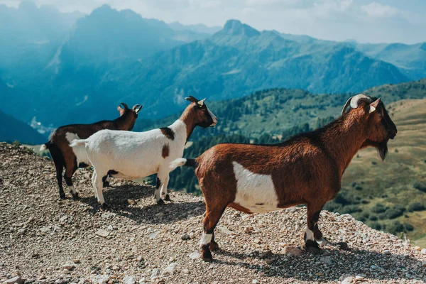 Trzy Małe Alpejskie Kozy Stojące Szczycie Góry Alpy Dolomitowe Włochy — Zdjęcie stockowe