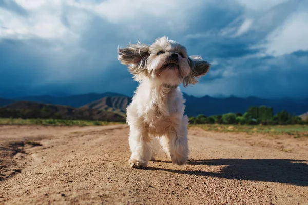 Забавна Собака Стоїть Сільській Дорозі Фоні Гір Вітряній Погоді — стокове фото