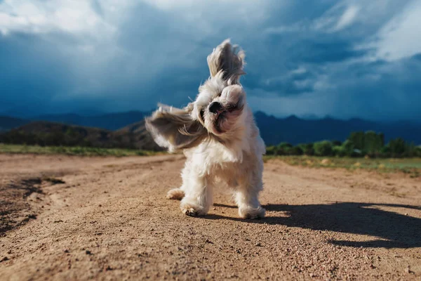 Διασκεδάζοντας Shih Tzu Σκυλί Τινάζει Μακριά Στο Δρόμο Στο Φόντο — Φωτογραφία Αρχείου