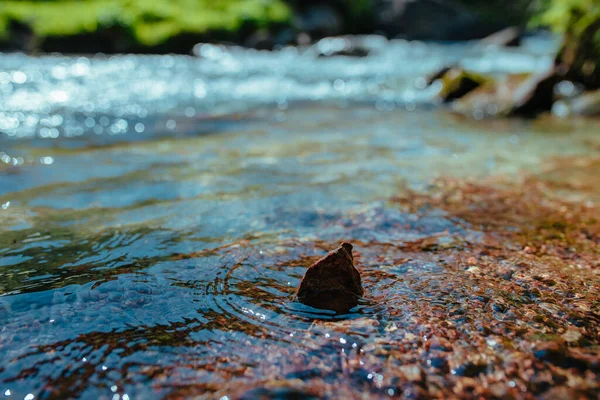 Гірський Потік Чистою Чистою Водою Фокус Маленькому Камені Спереду — стокове фото