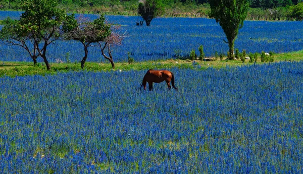 Άλογο Βόσκησης Ένα Γραφικό Καλοκαιρινό Λιβάδι Μπλε Λουλούδια — Φωτογραφία Αρχείου