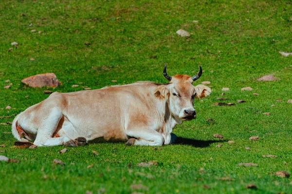 高い山の牧草地で休んでいる牛 — ストック写真