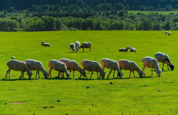 山の高い緑の牧草地の行に立っている羊の群れ — ストック写真