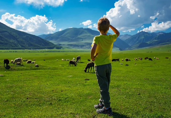 Jongen Staand Een Weide Bergen Kijkend Naar Grazende Boerderijdieren — Stockfoto