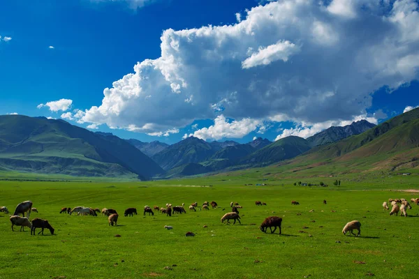 羊和奶牛在山谷中美丽的草地上吃草 — 图库照片