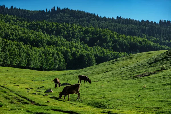 Paisagem Montanhosa Pitoresca Com Vacas Pastando Prado Verde — Fotografia de Stock