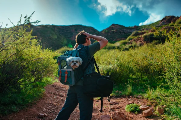 Άνθρωπος Πεζοπορία Στα Βουνά Shih Tzu Σκυλί Ένα Σακίδιο — Φωτογραφία Αρχείου