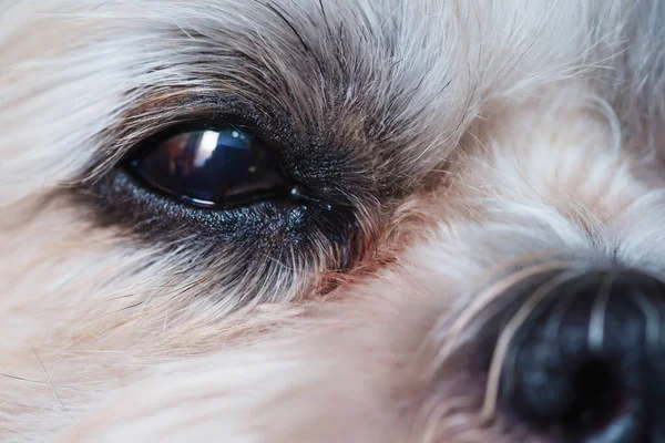 Shih tzu dog\'s eye close-up view