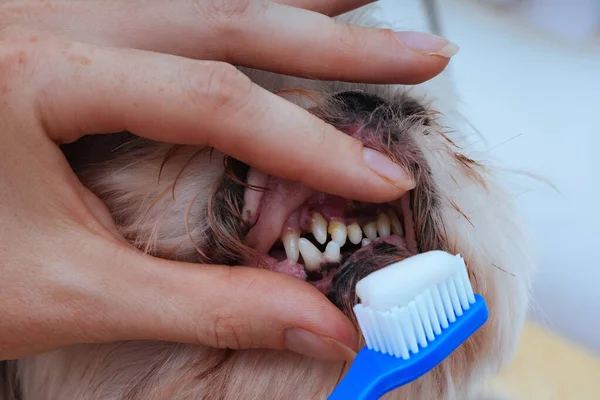 Owner brushes dog\'s teeth with toothpaste