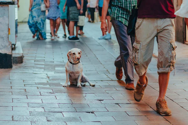 Samotny Pies Siedzi Chodniku Mieście — Zdjęcie stockowe