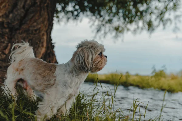夏の流れの岸にいるシーズ トゥズ犬 — ストック写真
