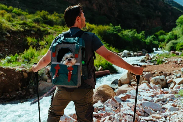 Man hiking in the mountains with shih tzu dog in a backpack