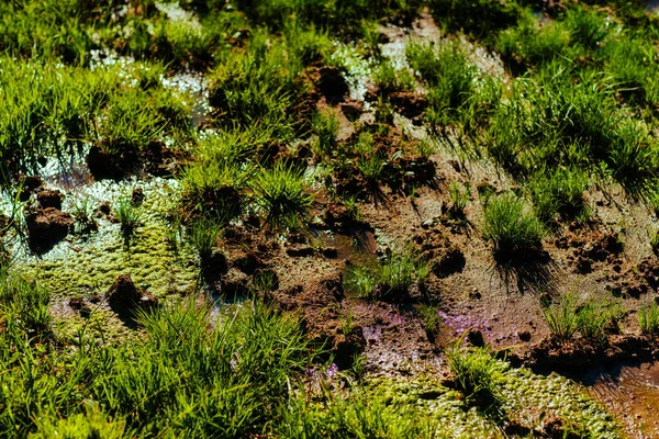 Marshy Περιοχή Πράσινο Γρασίδι Γκρο Πλαν Άποψη — Φωτογραφία Αρχείου