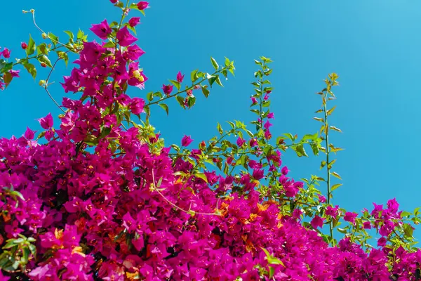 Yazın gökyüzü arka planında pembe bougainvillea çiçekleri