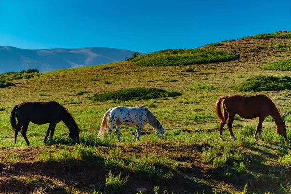 Três Cavalos Pastando Nas Montanhas Verão — Fotografia de Stock