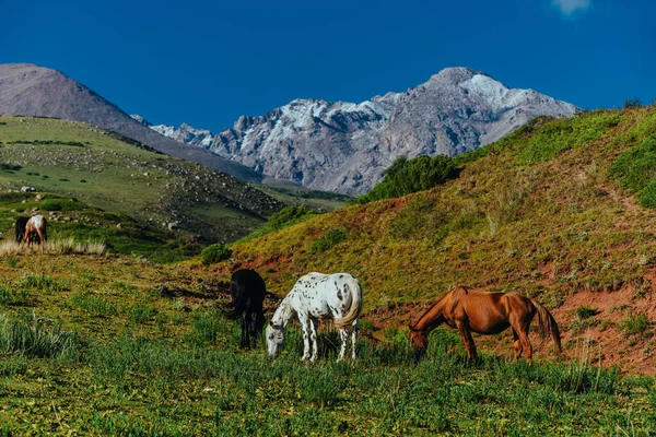 Cavalos Pastando Nas Montanhas Verão — Fotografia de Stock