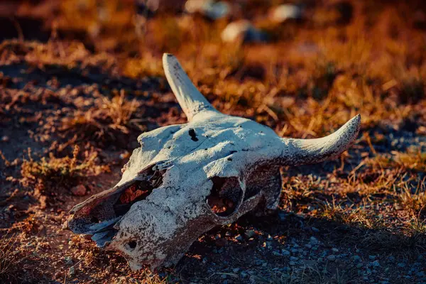 Cow skull on dry desert land