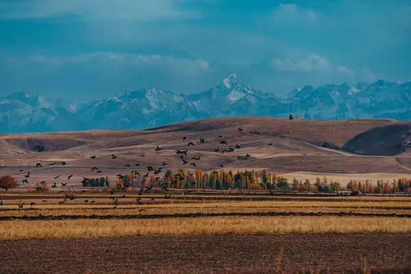 キルギス 山の背景の牧草地の上を飛ぶ鳥と美しい田園風景 — ストック写真