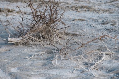 Tuzlu zeminde kurumuş çalılar.