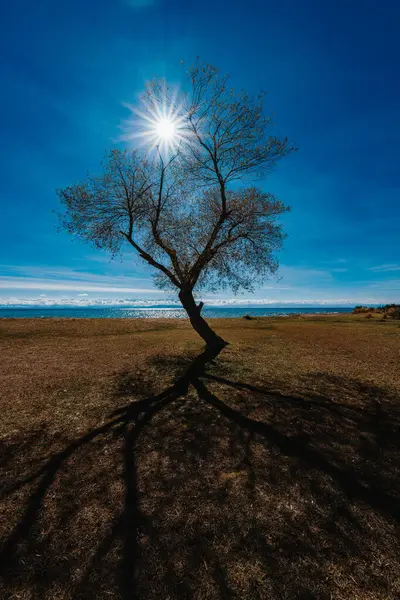 Sonbahar manzarası, göl kıyısındaki ağaç, güneş ışığı.