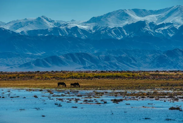 Лошади Пасутся Лугу Водой Фоне Гор Кыргызстан Азия — стоковое фото