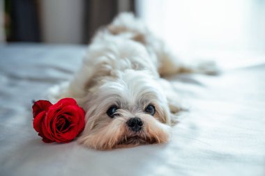 Shih tzu köpeği gül çiçeğiyle beyaz yatakta yatıyor.