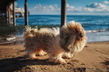 Islak shih-tzu köpeği sahilde sallanıyor.