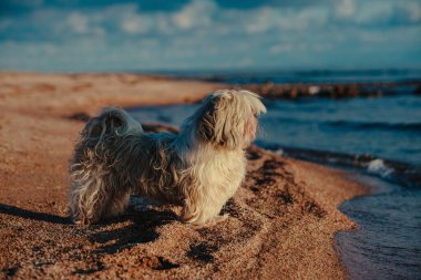 Gün batımında sahilde Shih-tzu köpeği.