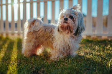 Shih tzu köpeği çitin yanında duruyor ve yazları kulübeyi koruyor.