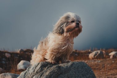 Shih tzu köpeği dağların arka planında taşın üzerinde oturuyor.