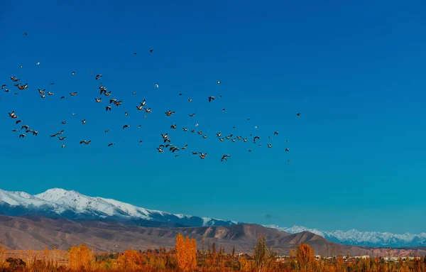 Όμορφο Τοπίο Βουνά Πουλιά Στον Ουρανό Φθινόπωρο — Φωτογραφία Αρχείου