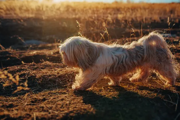日落时分 石子犬在田野里奔跑 — 图库照片