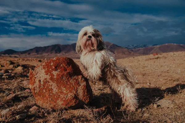 Shih-tzu köpeği dağın arka planında bir taşın üzerinde duruyor.