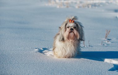 Shih tzu köpeği kışın kar yığınında