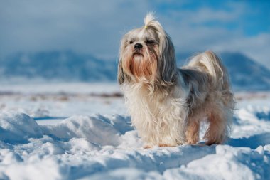 Shih tzu köpeği kışın arka planda durur.