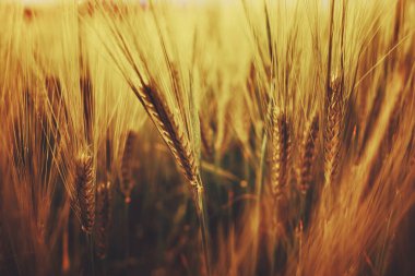 Kırmızı gün batımında buğday kulakları