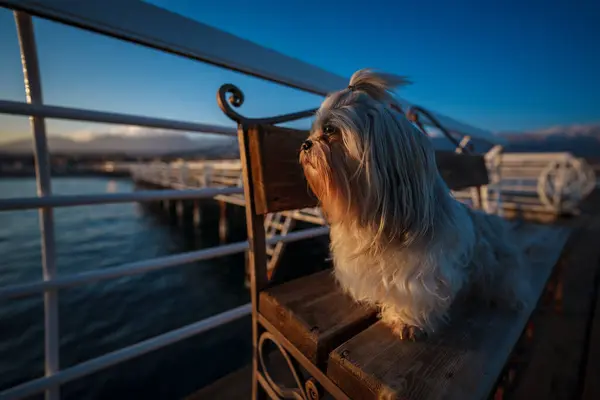 Shih Tzu Hond Zittend Bank Pier Aan Zee Bij Zonsondergang — Stockfoto