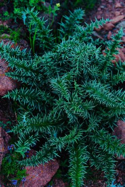 Dikenli dağ bitkisinin yakın görüntüsü