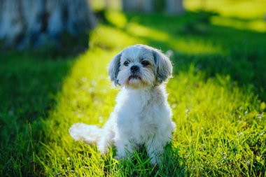 Şirin shih tzu köpeği yeşil çimlerde oturuyor.
