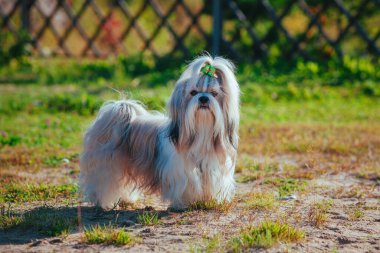 Bahçedeki çimenlikte şirin shih tzu köpeği