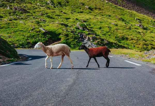 Due Pecore Che Attraversano Strada Montagna Foto Stock
