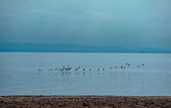Зграя Птахів Злітає Поверхні Озера Стокове Зображення