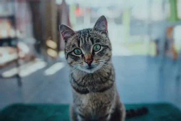 Любопытная Кошка Окном Загородного Дома — стоковое фото