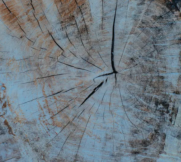 Вирізати Кільця Текстури Великого Старого Дерева Ліцензійні Стокові Зображення