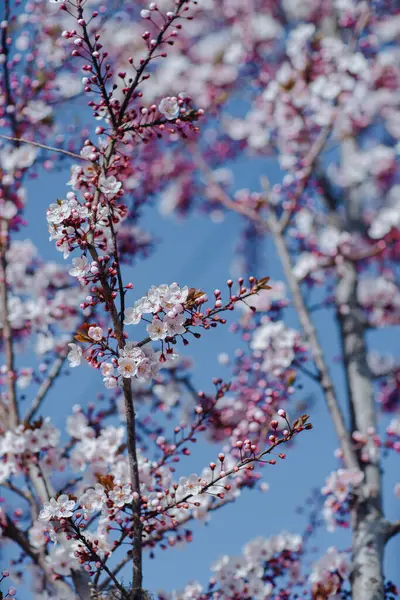 Grener Blomstrende Aprikostre Himmelbakgrunn stockbilde