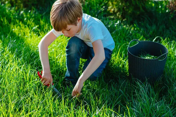 Anak Laki Laki Memotong Rumput Kebun Dengan Gunting Pada Hari Stok Gambar